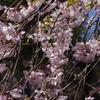 枝垂桜　2