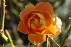 薔薇　4