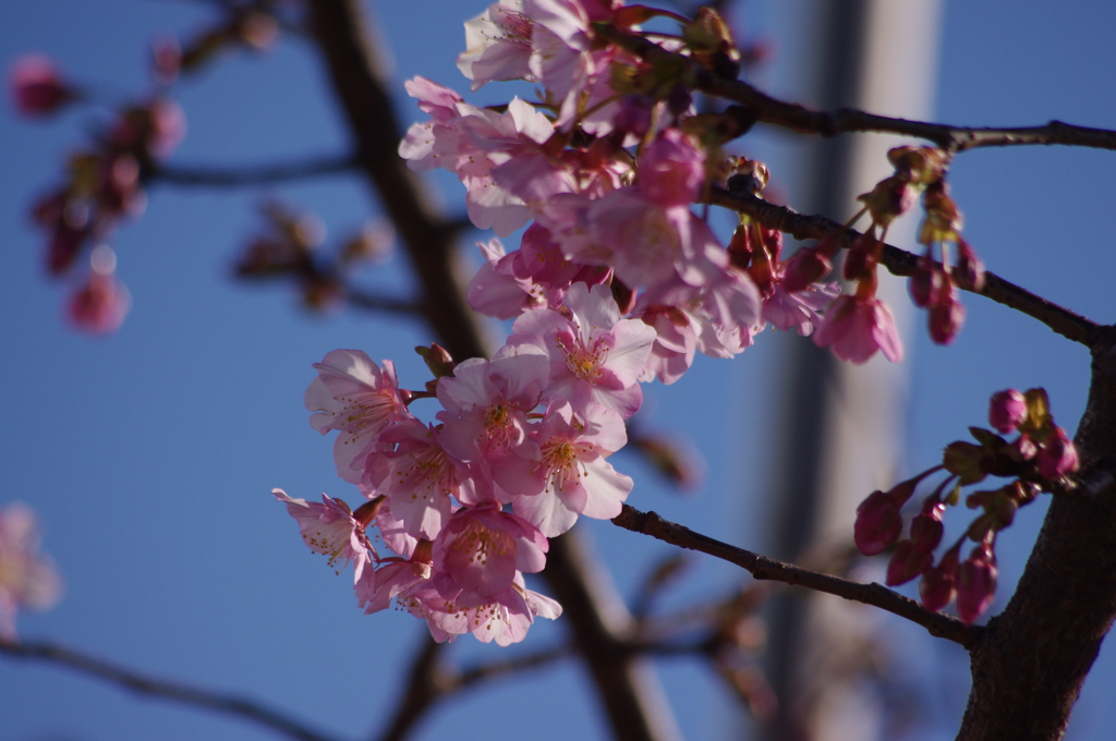 寒桜　2