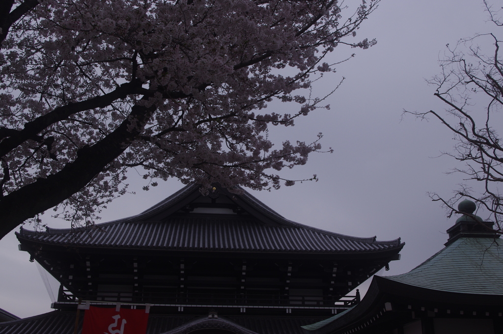 お寺の桜