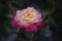 薔薇　8　芝浦中央公園　７月末