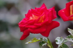 薔薇　1
