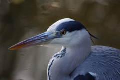 アオサギ　3　日比谷公園　12月初め