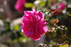 薔薇　11