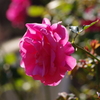 薔薇　11