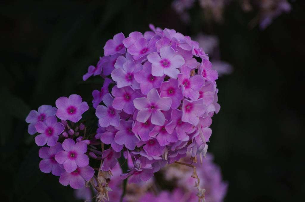 芝浦運河　花壇　3　７月
