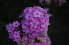 芝浦運河　花壇　3　７月