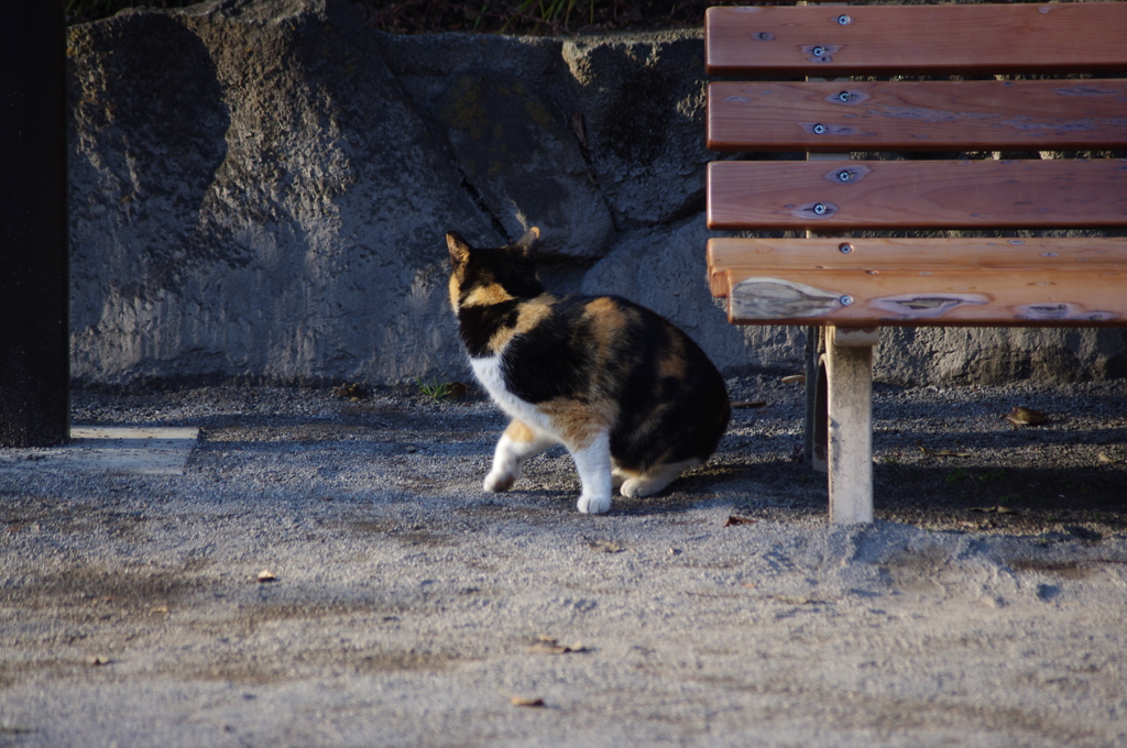 猫　戸越公園