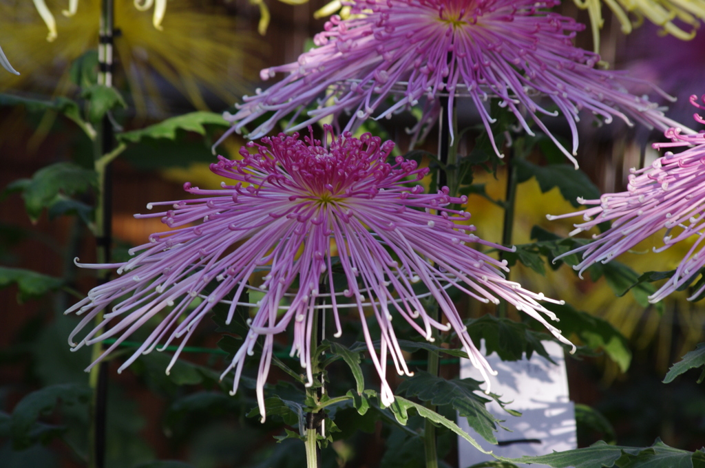 菊　10　日比谷公園　１１月