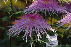 菊　10　日比谷公園　１１月