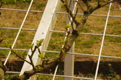 バラの現在　芽は出てきています　代々木公園