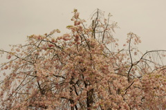 枝垂れ桜　1　小石川後楽園