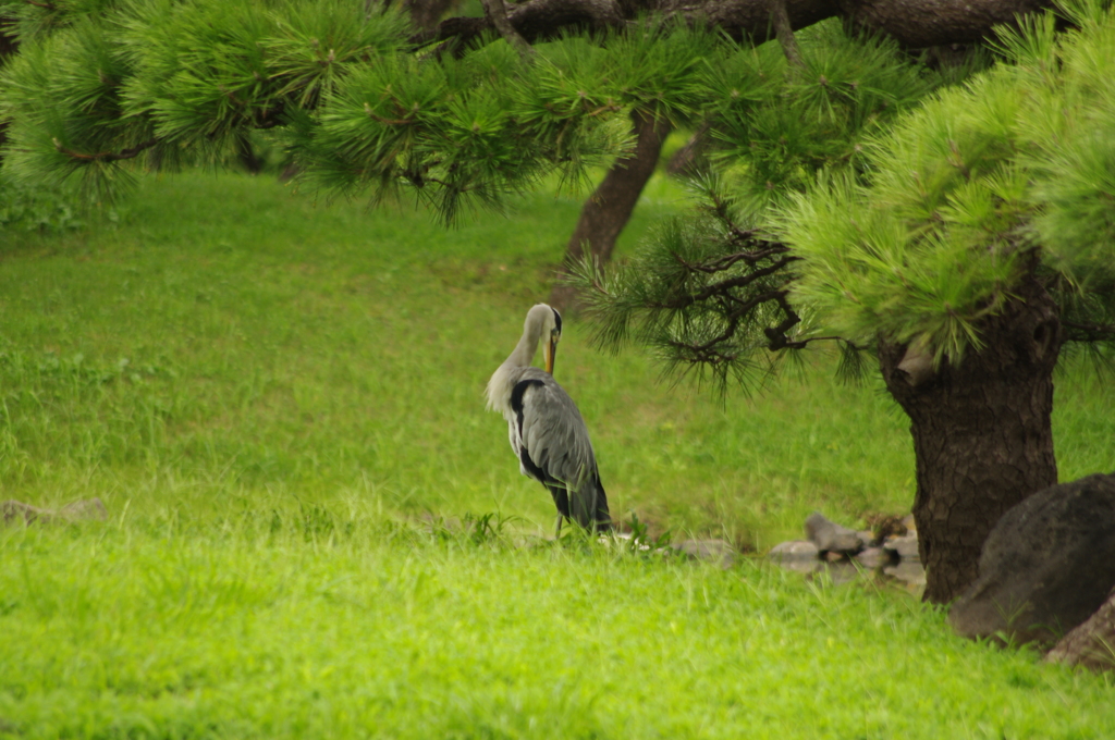 アオサギ　旧芝離宮庭園　8月