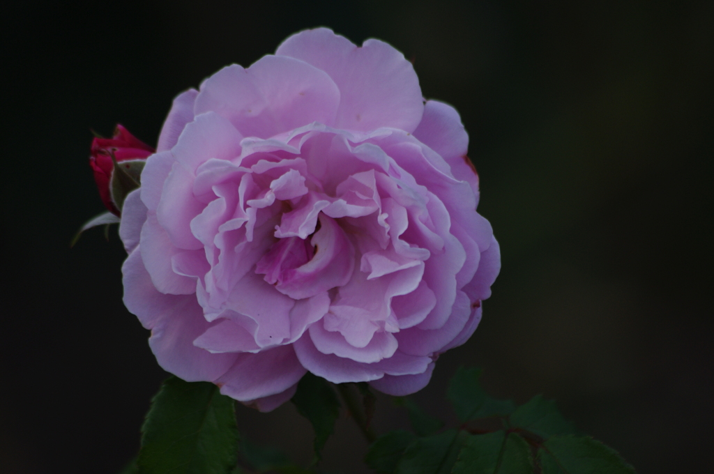 薔薇　2