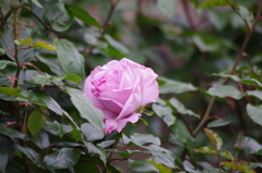 日比谷の薔薇　4