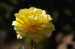 薔薇　7