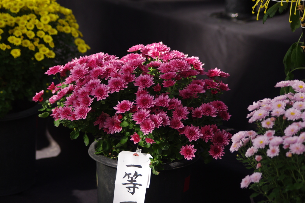 菊　3
