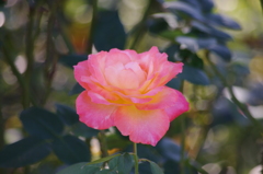 薔薇　10　山下公園　１０月