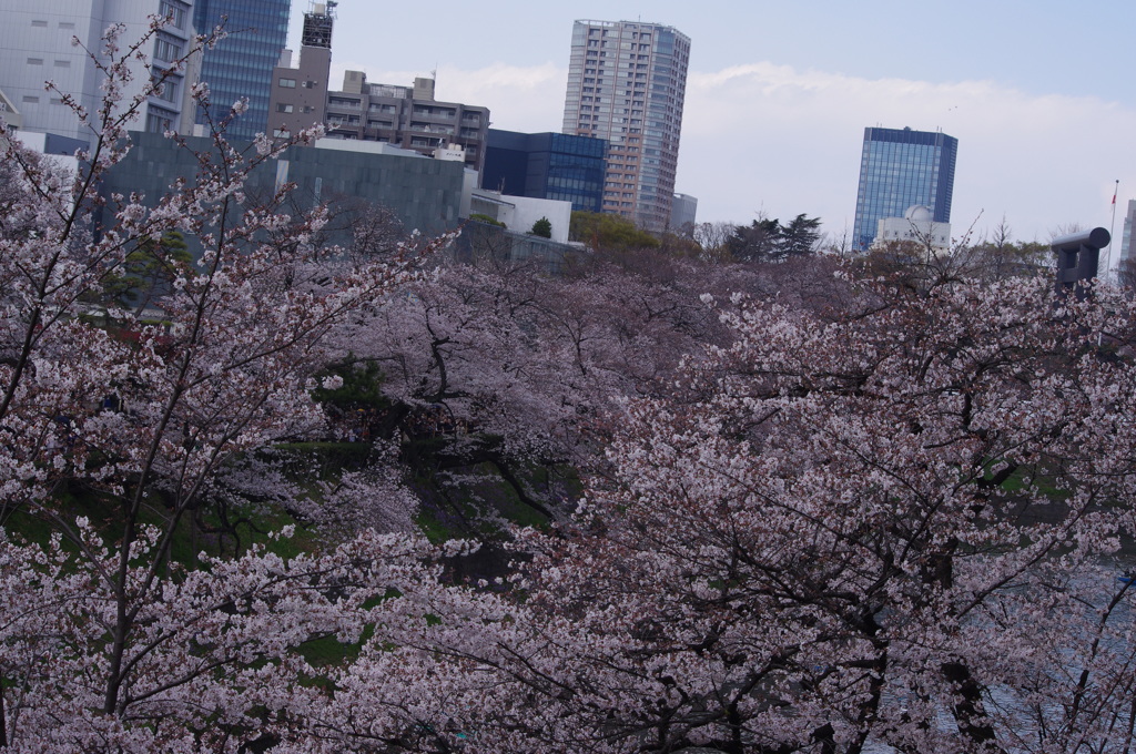 桜　3