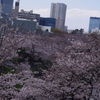 桜　3