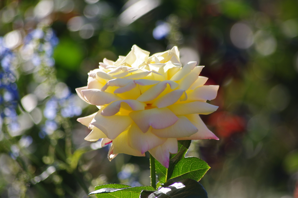 薔薇　11　山下公園　１０月