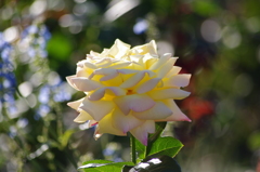 薔薇　11　山下公園　１０月