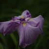 花菖蒲　3