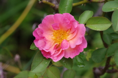 薔薇　芝浦運河　９月
