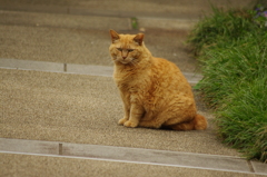 cat 元町公園　５月