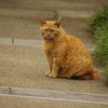 cat 元町公園　５月