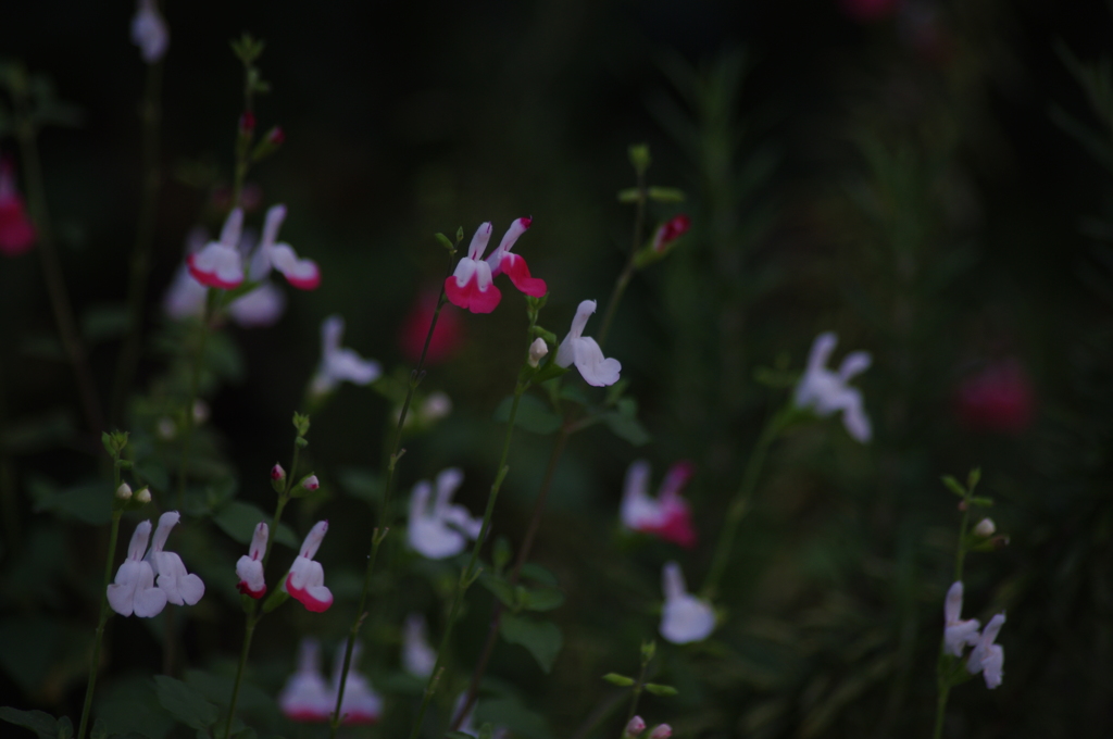芝浦運河　花壇　1　７月末
