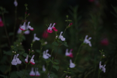 芝浦運河　花壇　1　７月末