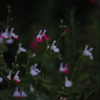 芝浦運河　花壇　1　７月末