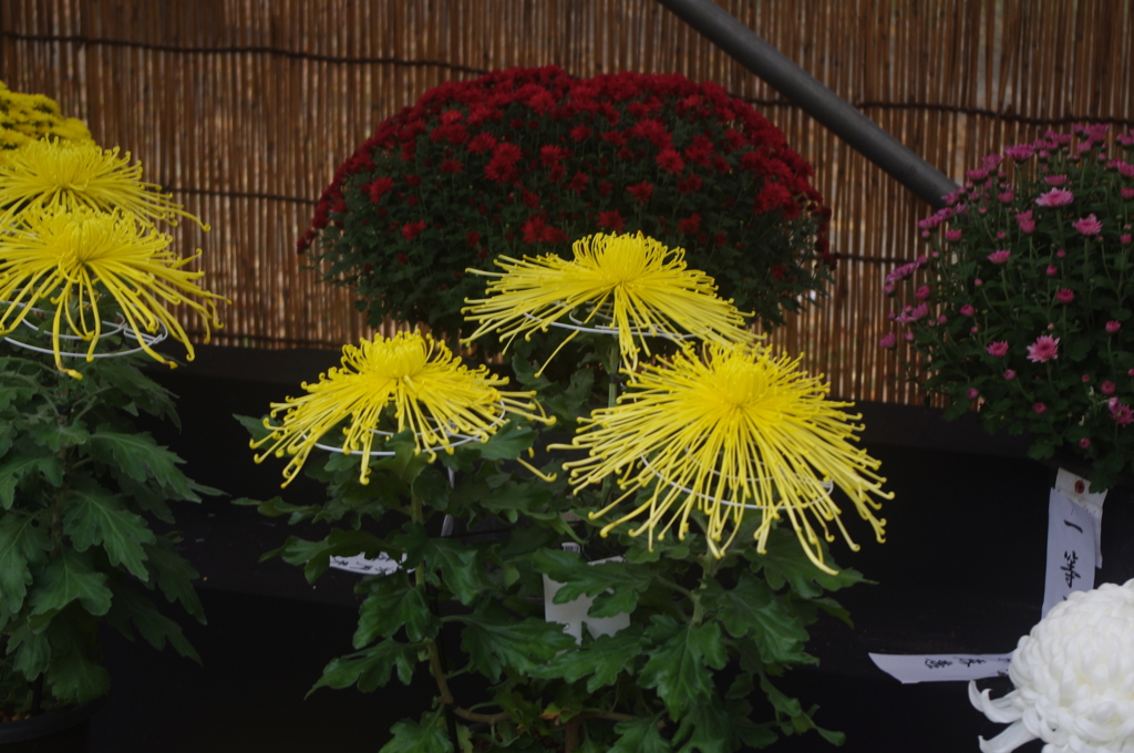 菊　2