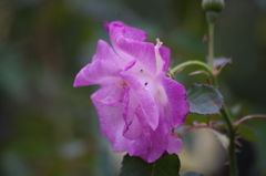 薔薇　3　芝浦中央公園　１０月