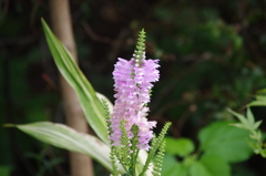 芝浦運河　花壇　2　９月
