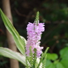 芝浦運河　花壇　2　９月