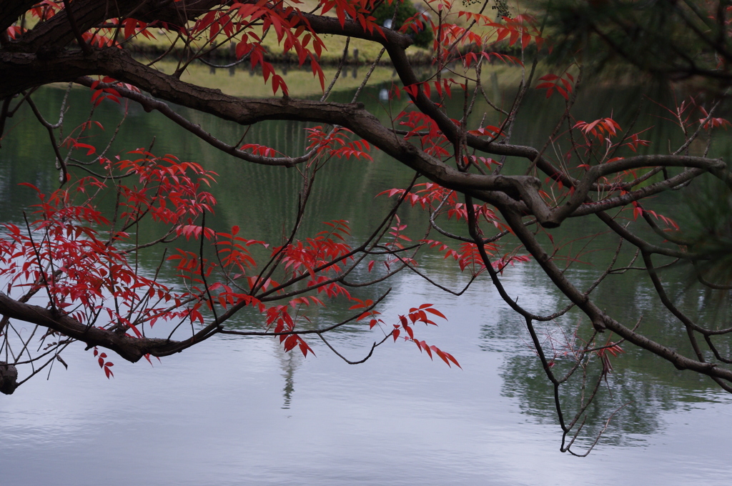 ハゼの紅葉