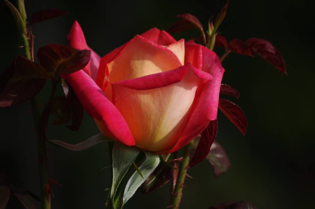 薔薇　10