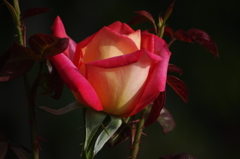 薔薇　10