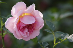 IM芝浦中央公園　６月下旬　8