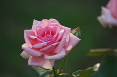 薔薇　6　日比谷公園　7月上旬