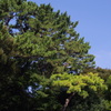 緑