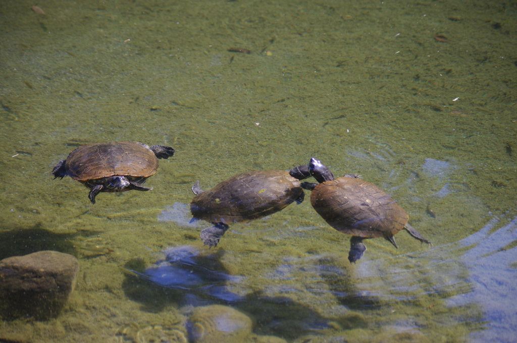 亀　戸越公園　９月