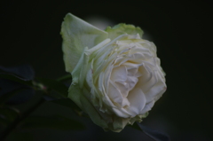 薔薇　5