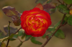薔薇　1　１月末