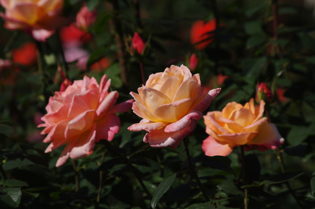 薔薇　16