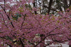 河津桜　1