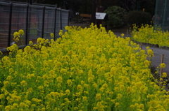 菜の花