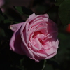 薔薇　25